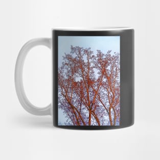 Tulip Tree in Winter Sunset Mug